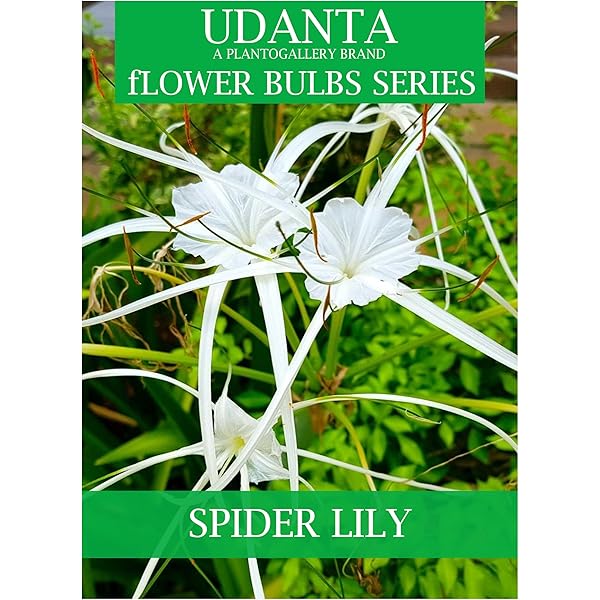 Lycoris Lily/Spider Lily Flower Bulb For Summer Garden pack of 8